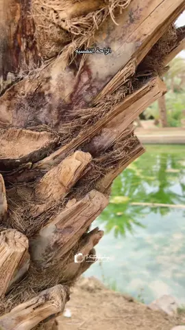 الراحة النفسية#تنجداد #تمازيرت #تمازيغتtamazight #الطبيعة #الرشيديه #تنجداد #photography #vedio #natural #morocco #casablanca 