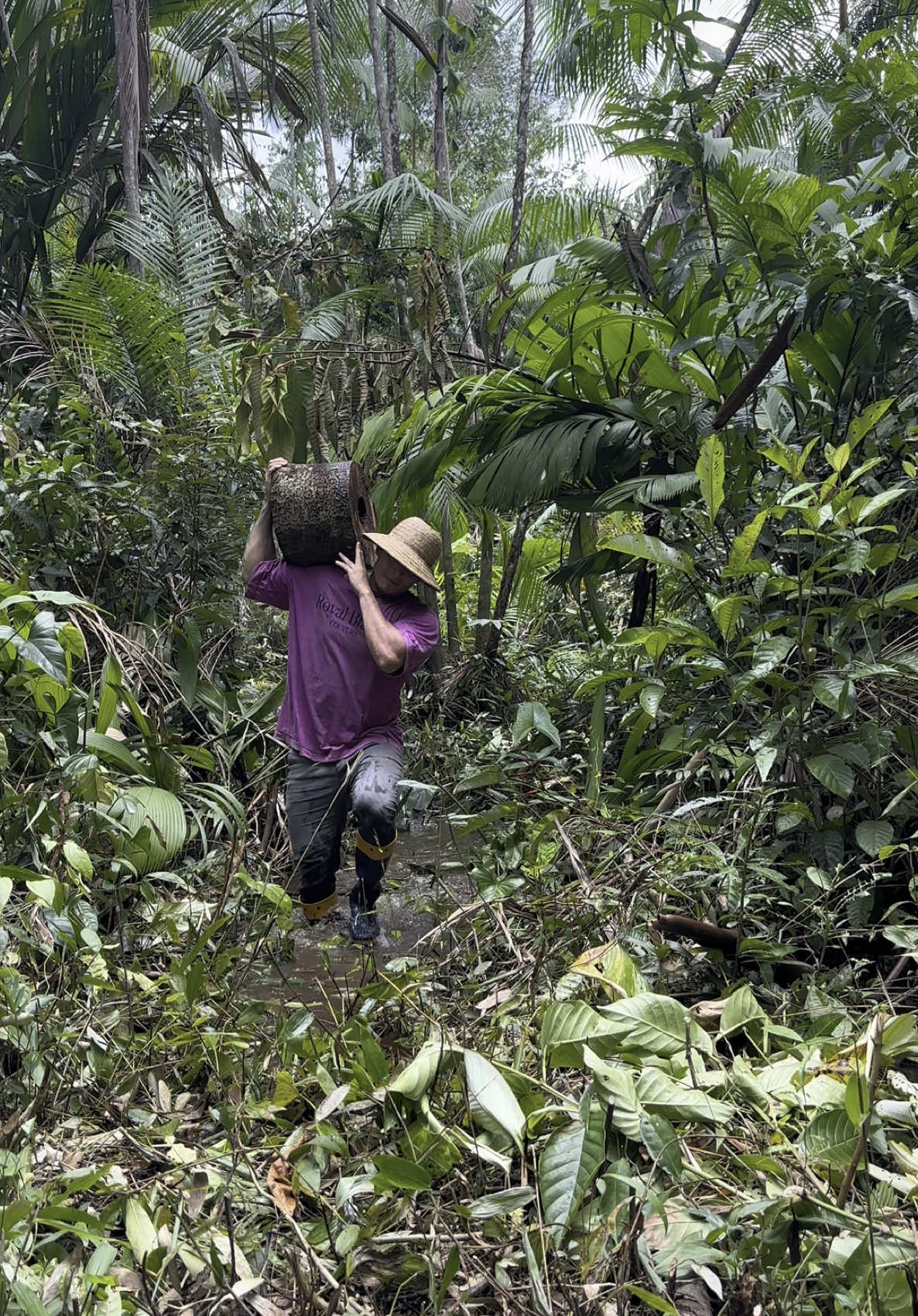 Rotina  na cabana 🛖 tirando lenha para fogão #viral #amazonia 