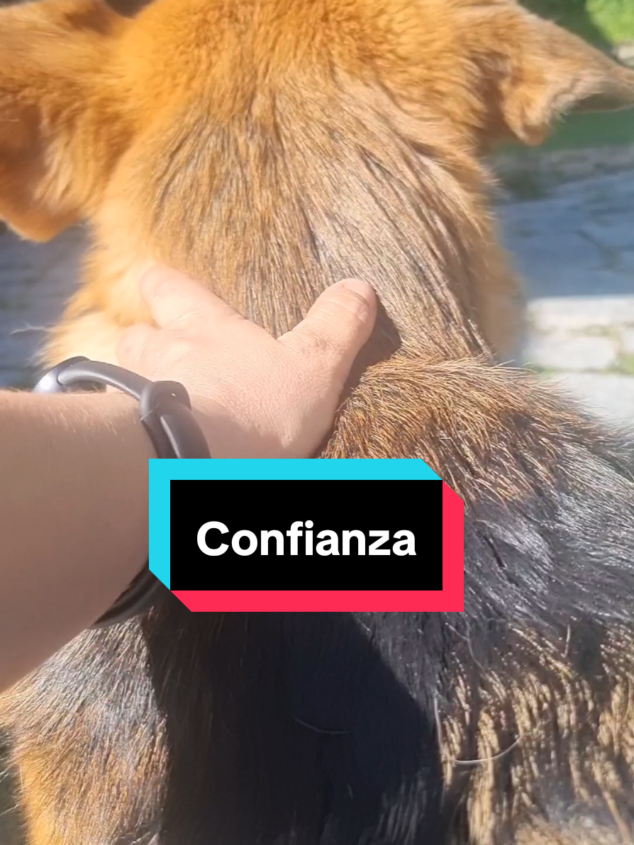 Es cuestión de confianza 🤣 Gracias @coton_kiwii por la idea 🥰 P.D. Wilma está actuando 🤭