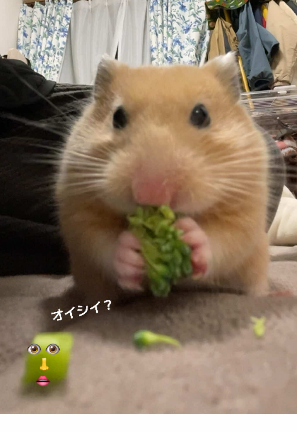 ブロッコリー夫人🥦💄#キンクマ #ハムスター #햄스터 #hamster #ブロッコリー #brocoli 