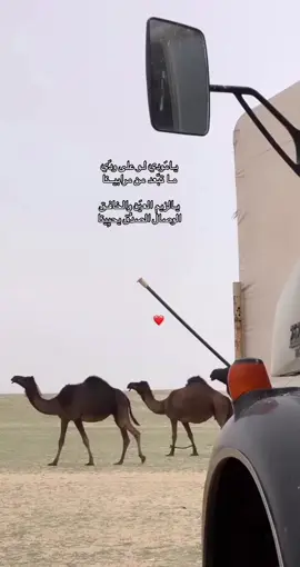 يالزيم العين و الخافق ❣️. #tiktok #هادي_بن_جابر   #fyp #اكسبلورexplore 