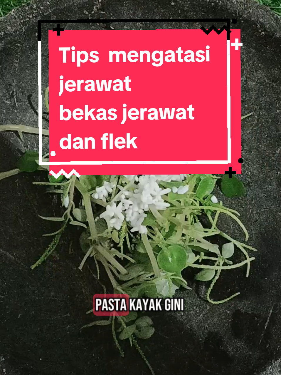 Cara mengatasi jerawat bekas jerawat dan flek hitam di wajah #kadewbeauty #tip #daunsirihcina #alami #jerawat #flekhitam 