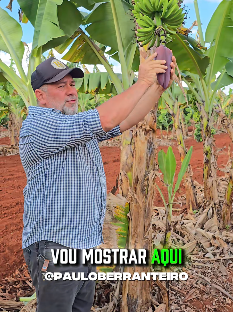 PORQUE CORTAR O CORACAO DA BANANA ? #plantas #banana #vidanocampo 