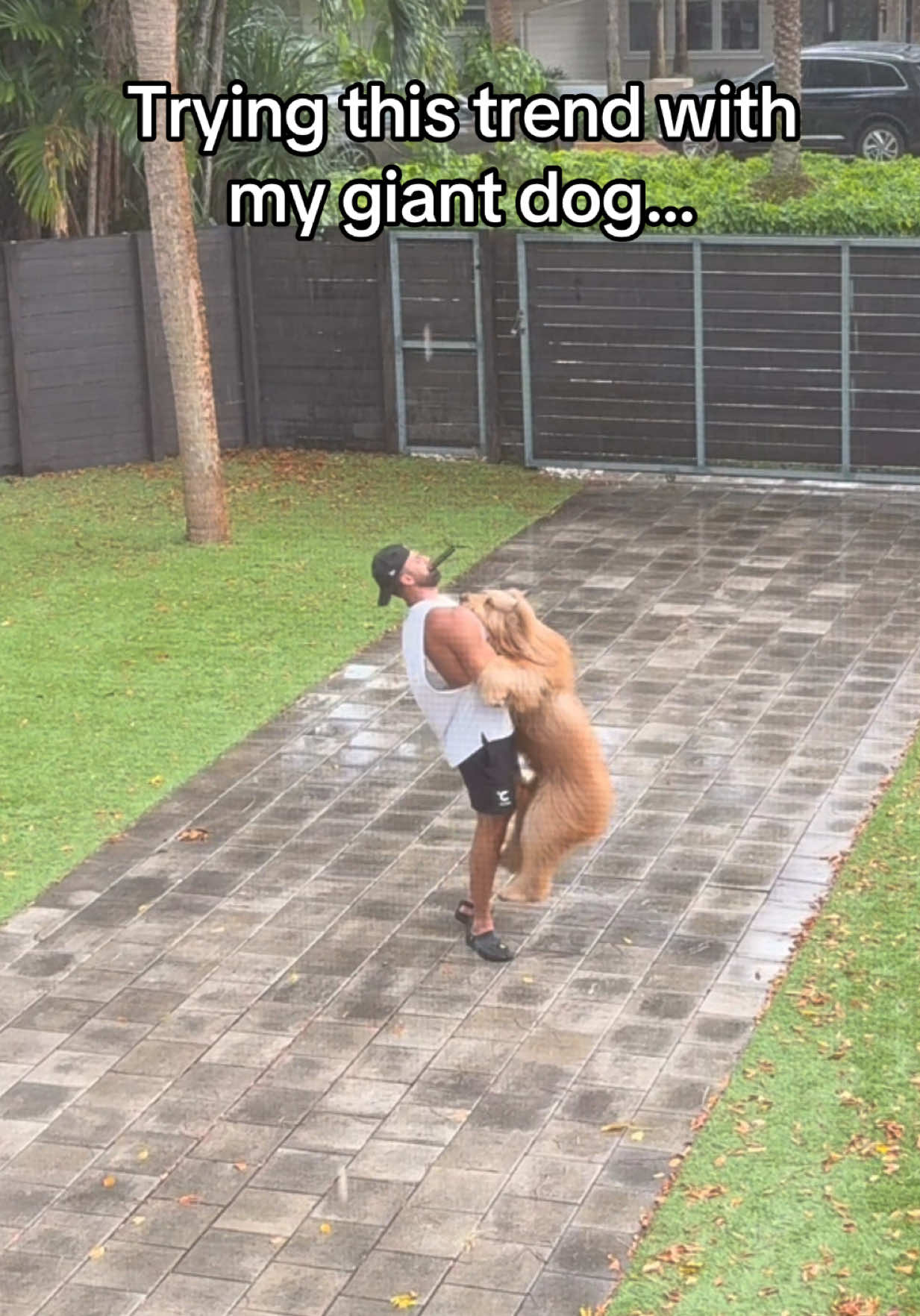 Haven’t seen any big dogs doing this trend… #goldendoodle #dogdad #bigdog 