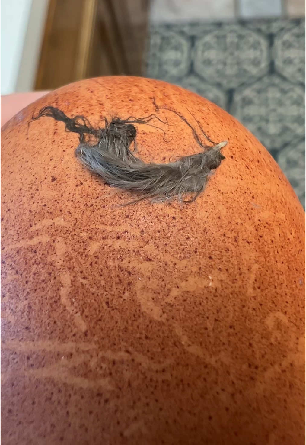 Have you ever found a feather on store bought eggs? THERES A FEATHER?!?! #fyp #happyeggs #eggs 