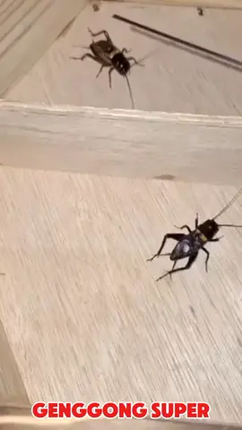#jangkrikgenggong #jangkrikaduan #genggong 