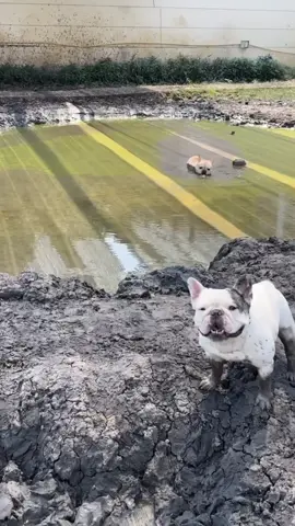 French bulldogs playing in muddy puddles pepper peg #dogsoftiktok #frenchie #1 #bulldog #frenchbulldog #frenchie #humor #prank #peppapig #muddy #fyp 