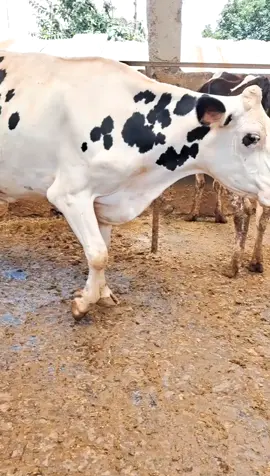 🔥Holstein freisian 4months incalf with a sexed semen currently at 27ltrs a day.she's going on 2nd lactation with a production projection of over 36l