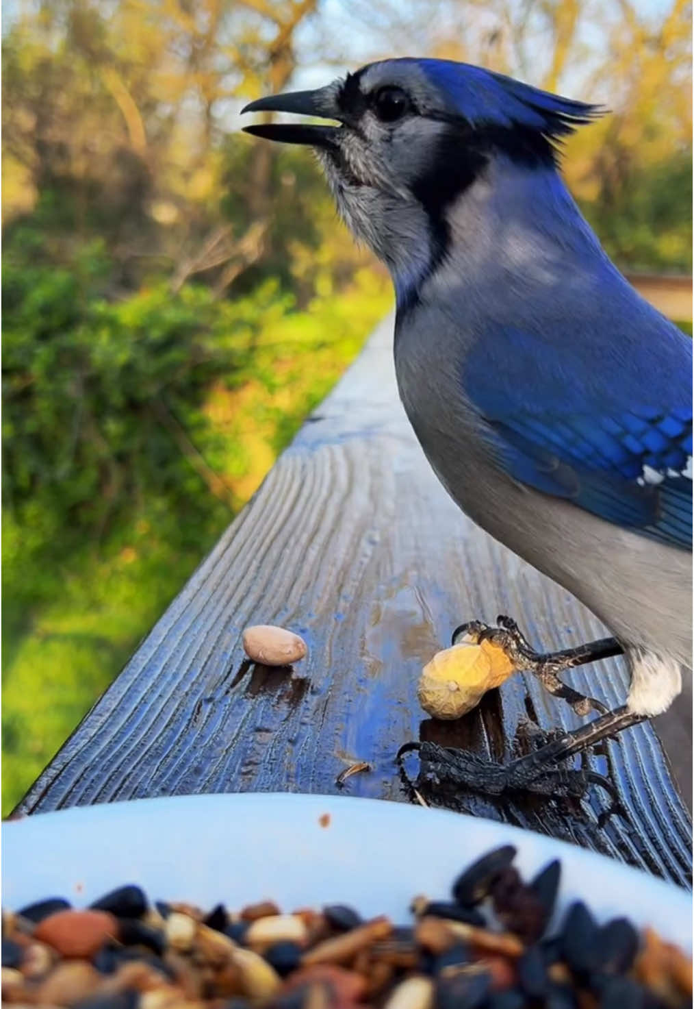 🐦👀#fyp #birds #birdwatching #asmr 