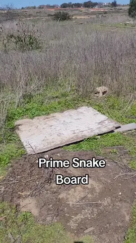 #rattleblade #snake #pov #Rattlesnakes  #Outdoors #new #viral #snakes #sandiego #fypシ  #rattlesnake #fyp #wildlife  #foryoupage #reptile #animals  #nature #Outdoors  #2025 #california #trending #sponsored 