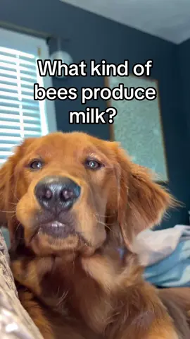 The more you know🤪 #dogsoftiktok #dogstagram #goldenretriever #dogtok #funnydogs #jokeoftheday #goldenretrieverpuppy #fypシ 