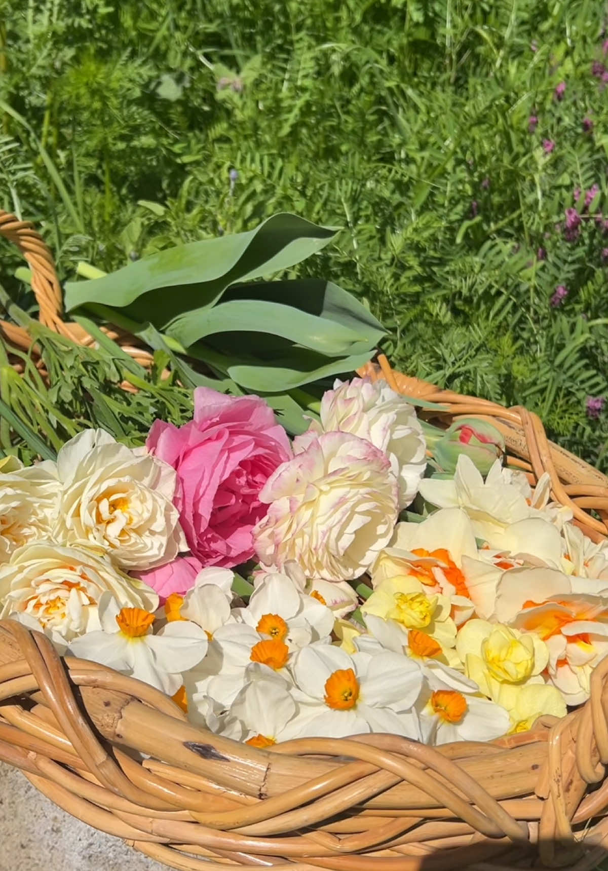 Trying to do this more often because I love having fresh flowers in the kitchen 🩷 #flowers #growyourown #daffodils #ranunculus 