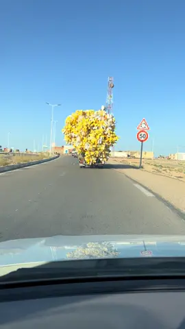 هذي تونس 😂 شوفو آخر الفيديو الراجل مسكين ههههههه