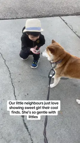 #fypシ゚ #shiba #shibainu #dogsoftiktok #cheesetax #cutedog #snowdog #canada #doglover #dogtok #doglovers #doggo #dogmom #dogdad #doglife #loveyou #fyp #kidsoftiktok #neighbors #treasure 