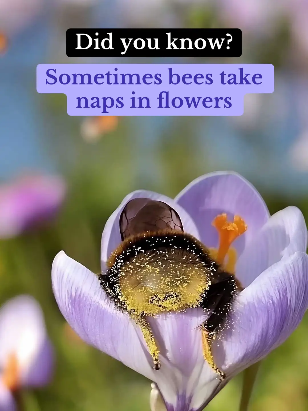 Sometimes bees take naps in flowers 🌸  Flowers offer a warm and safe place for them to rest. Concave flowers can also protect the bees from rainy conditions. #orchardmag 