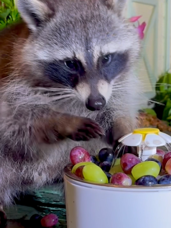 Raccoon is washing grapes #asmr #fyp #raccoons #raccoonlife #raccoonsoftiktok #raccoon #theraccoonvillage #grapes @The Raccoon Village @The Raccoon Village 