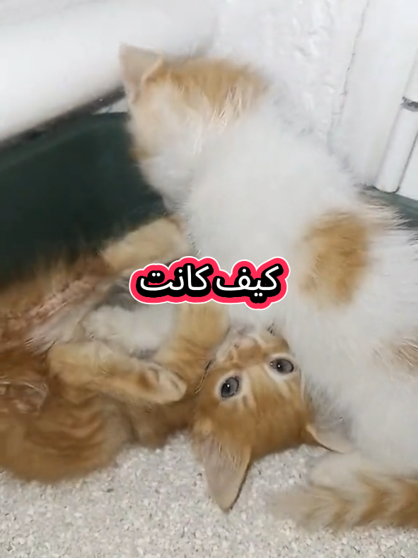 #قطط_مضحكة_لطيفة #قطط_كيوت #duo #viral_video #تونس_المغرب_الجزائر #اكسبلور #هاشتاق 
