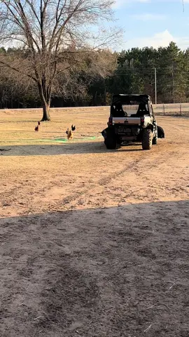 How fancy pants runs is probably the best ever. More like a waddle trying to move all that fluff around. #farmlife #homestead #farmanimals #chickensoftiktok #chicken #eggs #homesteading #goodlife #selfsustainable 