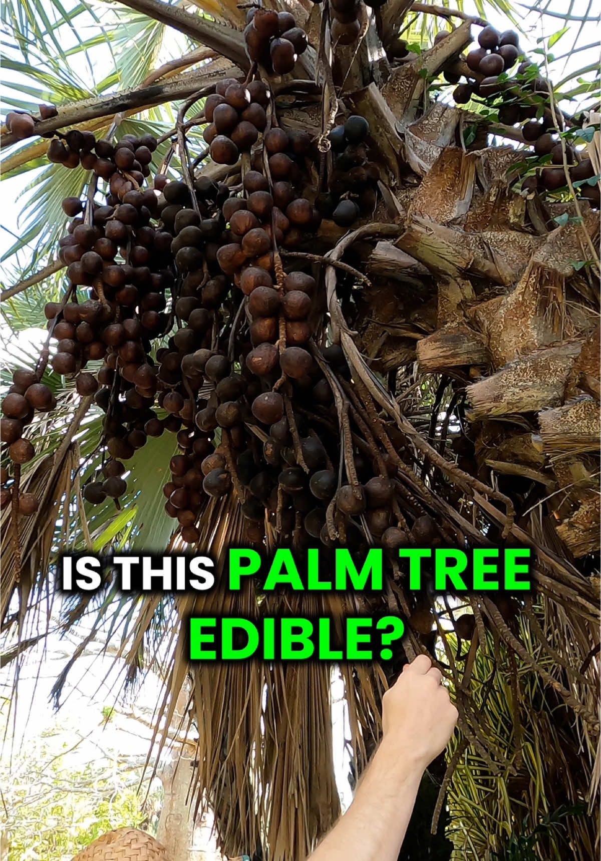 This Palm Tree had some crazy looking fruit. Does anyone know what type of Palm Tree this is? Drop a comment below if you know the name of it and if the fruit is edible Follow @GrowInnHomes for more food growing and real estate tips We buy distressed properties, clean them up, and grow food on them. We believe growing food is a gateway to healthier habits 🌱 #GrowInnHomes #GenerationalHealth #Unify #Community #GrowingFood #FoodForest #FloridaGardening #NaturalFarming #FloridaGarden #SustainableEating #SustainableLiving #MultifamilyInvesting #MultifamilyRealEstate #BuyingMultifamily #FoodGarden #PalmTree