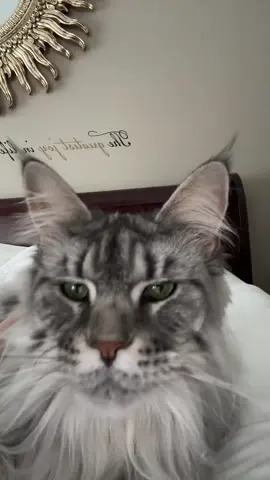 #mainecoon 