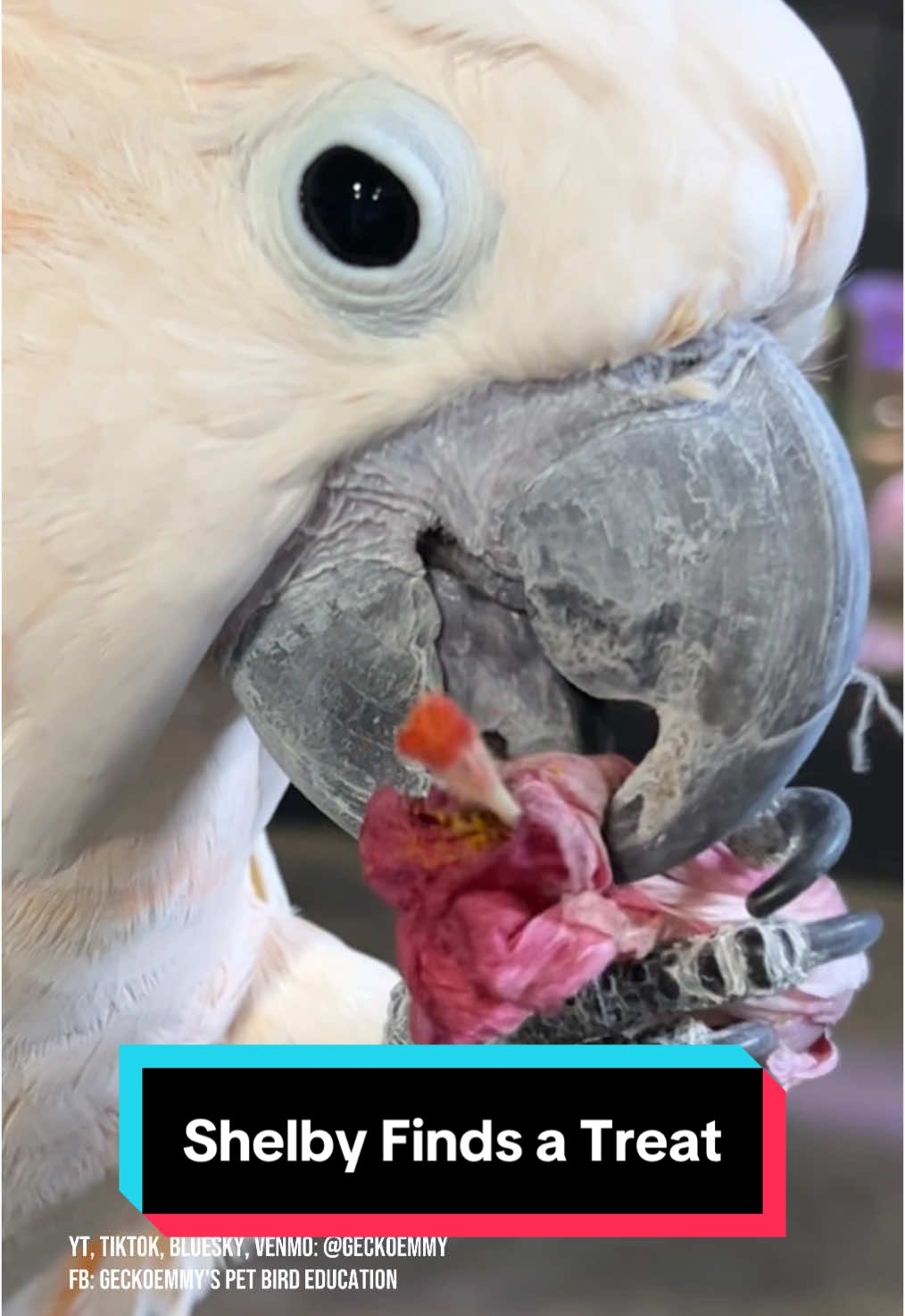 Shelby finds a special treat - but will he eat it? #parrotsoftiktok #petbirds #parrotfeeding