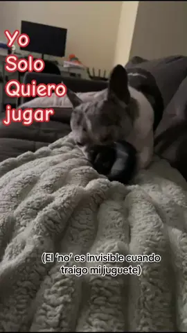 Yo solo quería estar en paz… pero Coco tenía otros planes. Trajo su juguete y no aceptó un “no” como respuesta. ¿Cómo se le dice que no a esa carita? #🐾 #😂 #fyp 