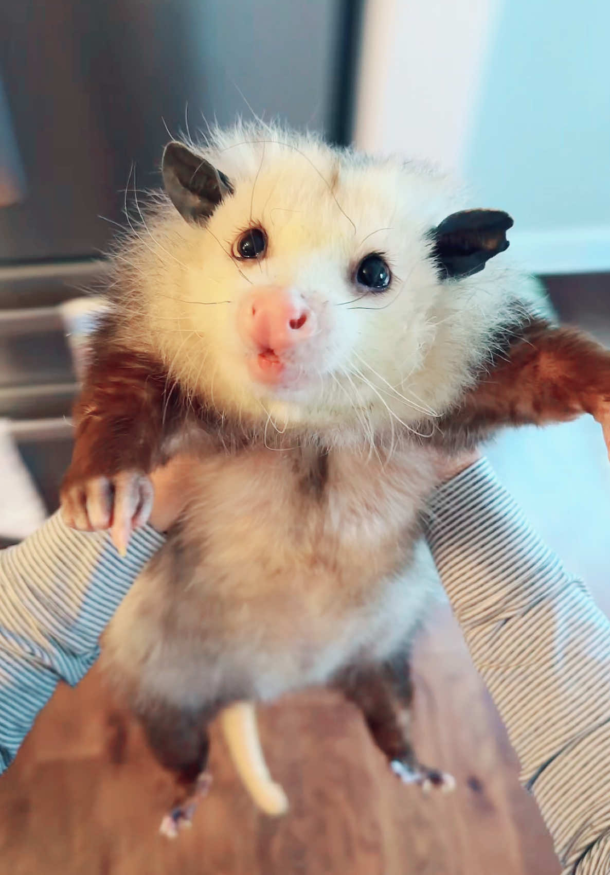 No more spinning trends plz, I am baby. #opossumsoftiktok #possumsoftiktok #opossum #possumtok #fyp #fypシ #foryoupage #rescuepossum #