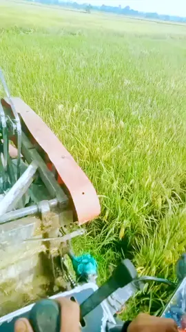 #pangerankodok #nguli waktune panas