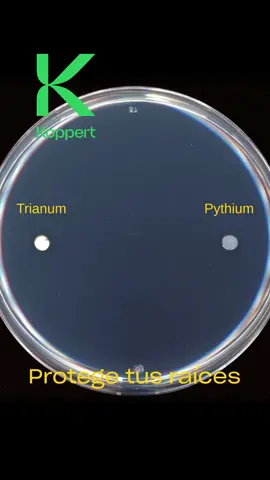 🌱 ¡Protege tus cultivos desde la raíz! 🥒 ¿Sabías que el hongo Pythium puede afectar seriamente tus plantas de pepino? Con Trianum-P, un biofungicida a base de Trichoderma harzianum T-22, puedes fortalecer el sistema radicular de tus cultivos y mantener a raya a los patógenos del suelo. ​ Este producto no solo combate enfermedades como Pythium, Fusarium y Rhizoctonia, sino que también mejora la absorción de nutrientes y promueve un crecimiento más uniforme de las plantas. ​ Koppert México 🚿 Fácil de aplicar mediante riego por goteo, drench o pulverización, Trianum-P es una herramienta eficaz para mantener la salud de tus cultivos.​ Koppert México Descubre más sobre cómo Trianum-P puede ayudarte a lograr cosechas más sanas y productivas: 🔗 https://www.koppert.mx/trianum-p/ #KoppertMéxico #TrianumP #ControlBiológico #AgriculturaSostenible #CultivosSaludables