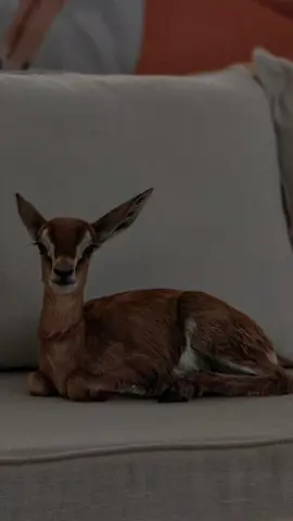 فيك شبه من الغزاله وشبه من المهار..#منشن_للي_تحبه #ماجد_خضير #تشبهي #تشبهين_الفرس_كحيله_وصيله #غزاله #الزين #جميله #حلوه #الحلوه #زينك #خصرك #خصرك_مسوي_رجه #الخصر #غزل #شيلات_غزل #شيلات_غزليه #شيلات_حب #شيلات_مدح #جمالك #شيلات_روعه_خواطر_ذوق #شيلات_طرب #شيلات_ذوق #شيلات_فخمة❤️ #قوالب_ساري #قوالب_كاب_كات #قوالب_كاب_كات_جاهزه_للتصميم #ترند_بنات #ترند_تيك_توك #ترند_جديد #اكسبلور_تيك_توك #اكسبلوررر #اكسبلور؟ #explore #fyp #foryou #foryoupage #funny #fypage #fypシ゚viral🖤tiktok #fypシ゚ #fypp #viral #viralvideo #viraltiktok #video #videoviral #vairal  #CapCut #CapCut 