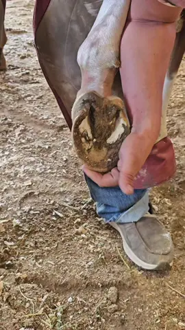 #carreras #carrerasdecaballos #horsesoftiktok #horselover #caballos #horsetok #usa #usa🇺🇸 