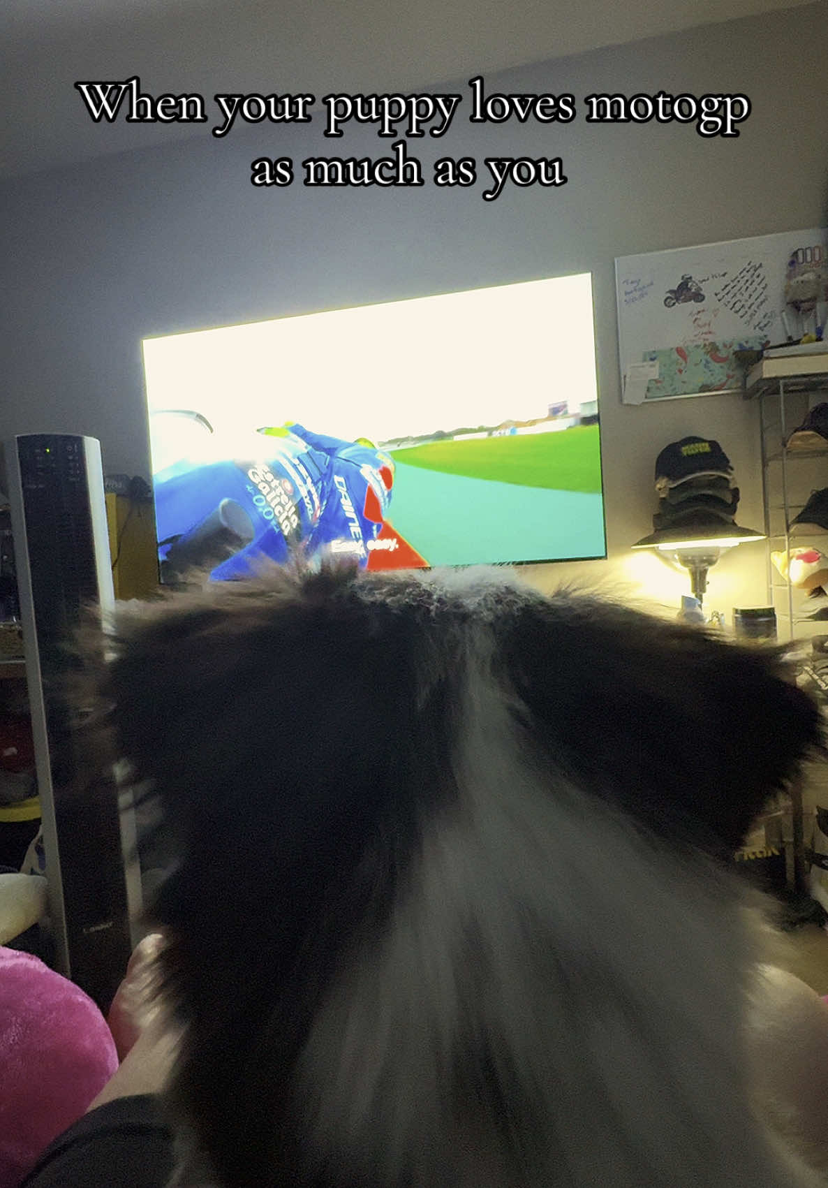 He really wanted to be in my lap for a better view  #motogp #bikersoftiktok #dog #puppy #cute #motorcycle #motorcycle #marcmarquez #peccobagnaia #fypシ 
