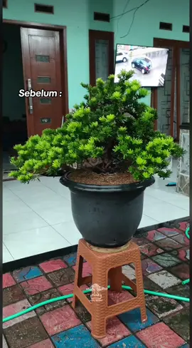 Lohansung medium #lutfibonsai #bonsaitree #bonsaiindonesia #bonsai #bonsaimahal #bonsailovers #bonsailohansung #lohansung 