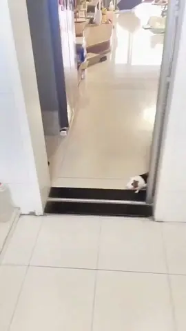 The little cutie is so funny 🥰😍😘#guineapig #funny #funnyvideo #pet #cute #funnyanimals #fyp #guineapigsoftiktok #PetsOfTikTok #petvideos #guineapigs #pettraining 
