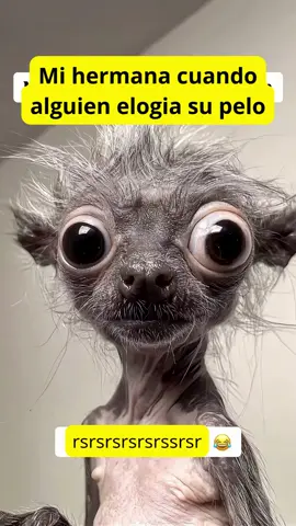 Meme viral: ¡mi hermana y su pelo loco! 💇‍♀️🤣 ¡Este meme del pelo de mi hermana es simplemente épico! 😂 Si alguna vez tuviste una pelea o un momento gracioso por un mal día de cabello, este video te hará reír sin parar. Un short animado lleno de humor familiar, situaciones cotidianas exageradas y una buena dosis de creatividad viral. ¡No olvides darle like, comentar y compartir con tus hermanos! #MemeDelPelo #PeloDeMiHermana #MemeGracioso #ShortDivertido #HumorFamiliar #MemeDeHermanos #VideosCómicos #ShortsVirales #HumorVisual #RisaGarantizada