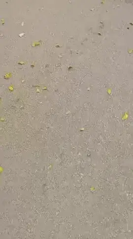 #القرررررش_ابوعررررب @المقاول احمد الشيخ علي تمساح @Khaled abu elyazed @اللي جاي احلى @Ziad ✈️karem515🦅🇸🇦 @ابوجمال للسيارات @مدام ناهد ابو جبل @يوسف مكي ابوعرب @Mahmoud Abo arb 