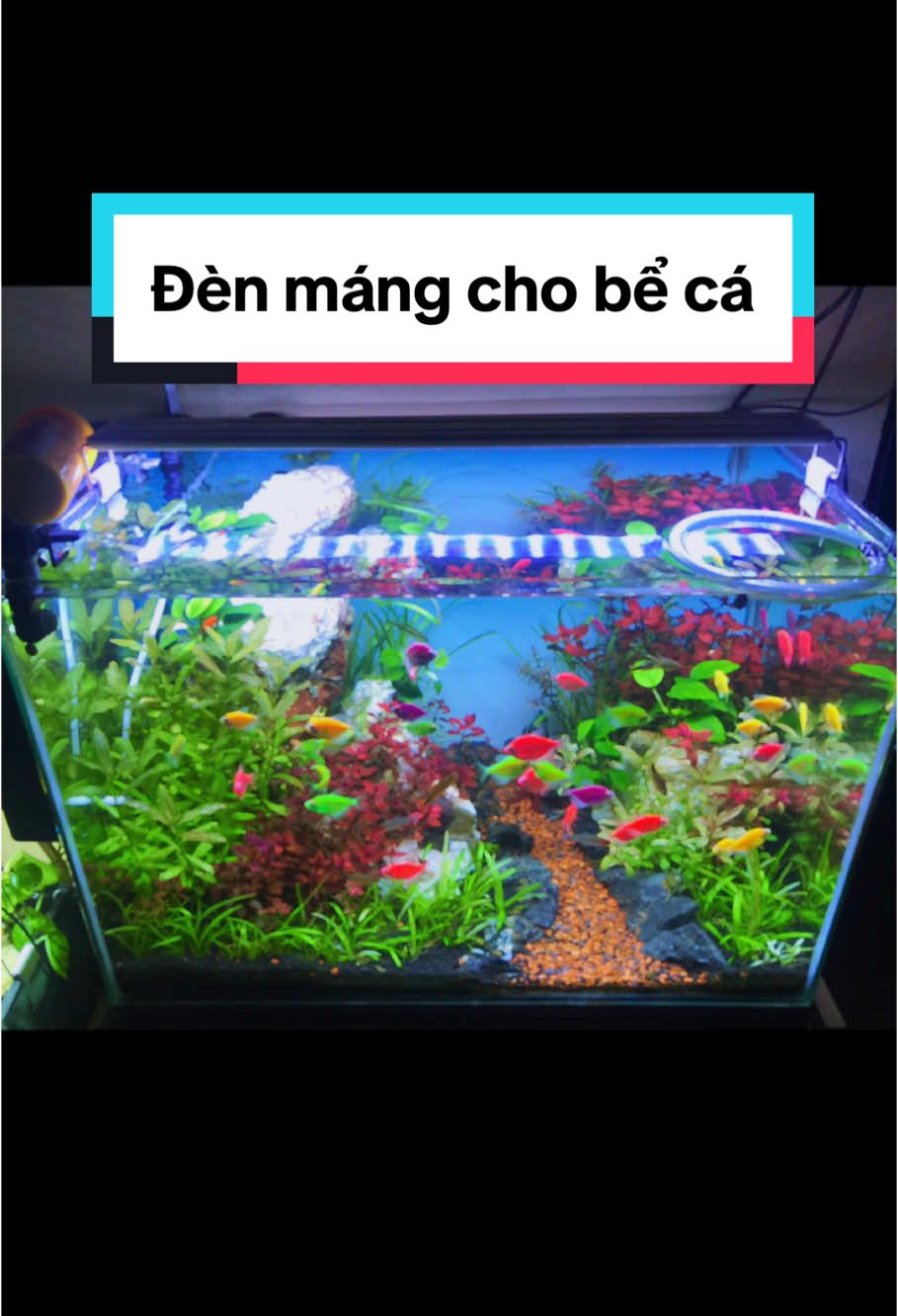 Đèn led máng cho bể cá anh em nhé, đủ kích thước cho anh em lựa chọn ạ #xuhuong #tiktokshop #denbeca 