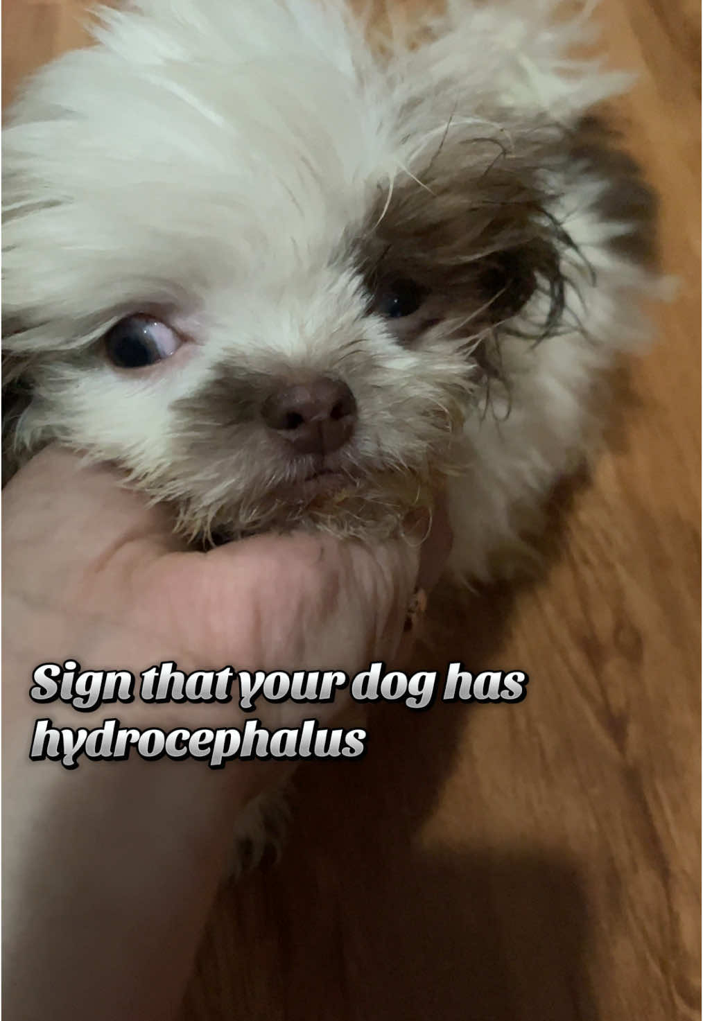 Sign that your dog has hydrocephalus #MacThePuppy #dogbaby #furbaby #hydrocephalus #bravedog #dogsoftiktok #furMom #furyou #furbabiesoftiktok 