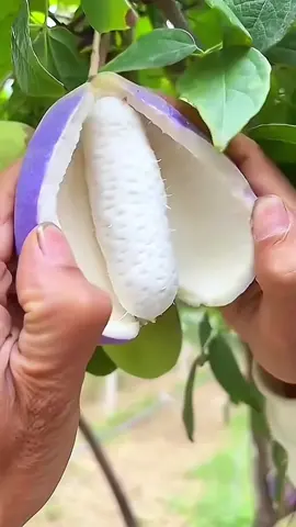 🧑🏻‍🌾👍🏻😋 how many fruits did you eat in the video #omg #top #tiktok #fruit #yummy 