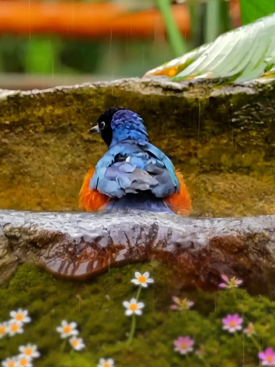 Nature's ultimate spa—a moss bathtub with floral soap, this feathered guest has booked the entire treatment! Superb Starling (Lamprotornis superbus) is bathing in the rain. #superbstarling #birds 
