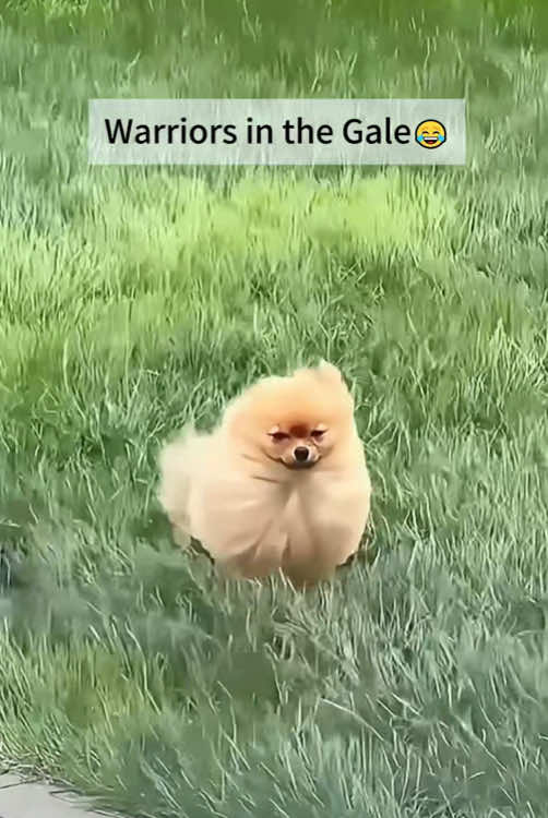 Dog in the wind 🤣🤣🤣#fyp #fypシ #dog #funnydog #funnyvideo #funnymoments #wind #foryou #foryoupage #usa🇺🇸 