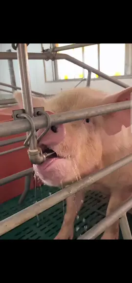 núm uống tự động cho heo... #nuoiheo #trangtrailon #heogiong #hoinuoiheo #khoinghiep #xuhuong2025 #khoinghiepthanhcong #khoinguon #xuhuongtiktok 