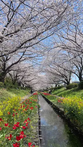 Cherry blossom season in Tokyo > 🌸🌷💐 261 Higashigatacho, Tsuzuki Ward, Yokohama, Kanagawa 224-0045 #tokyo #yokohama #🌸 #sakura 