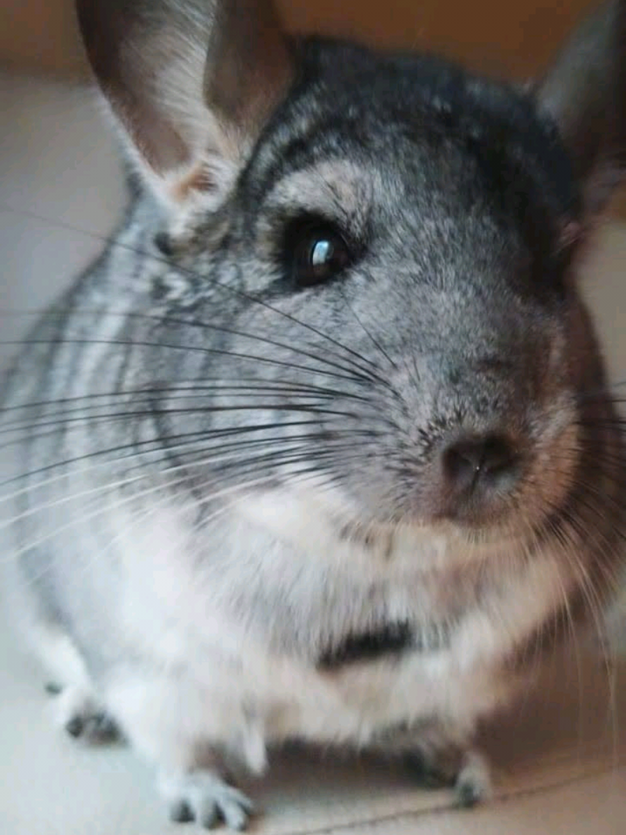 🫶🏻 #chinchilla #parati #foryoupage #длатебя #длявас #fypシ 