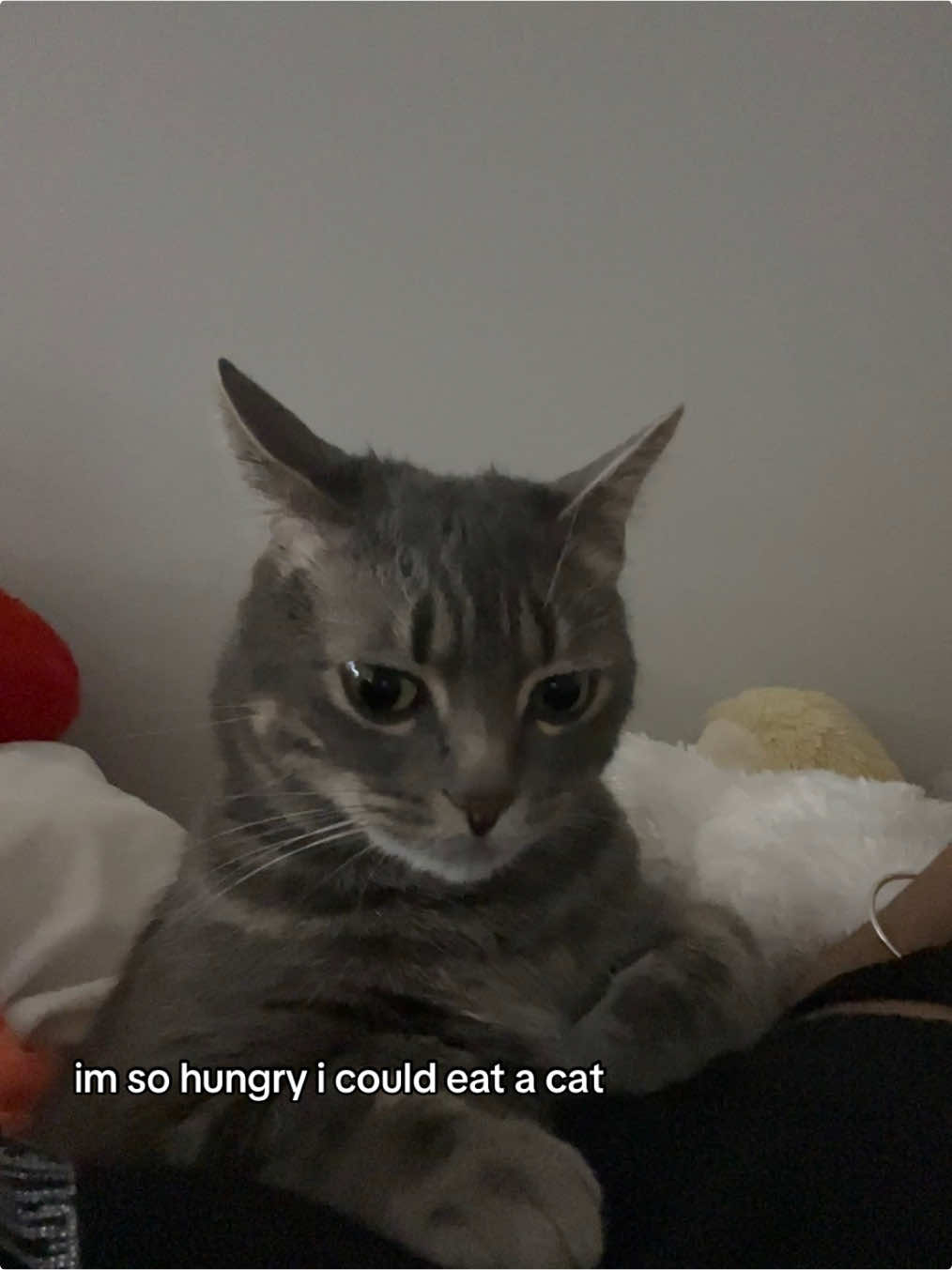 you cannot make ts up omg😭 #foryou #fyp #imsohungry #cat #catsoftiktok 