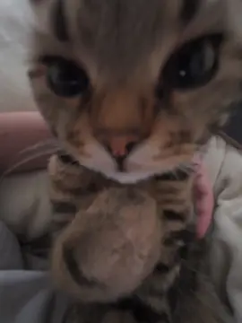 #funnyvideo #catsoftiktok #cat #fyp 
