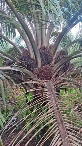 #fyppppppppppppppppppppppp #fyp #bibitsawit #sawit #sofindo 