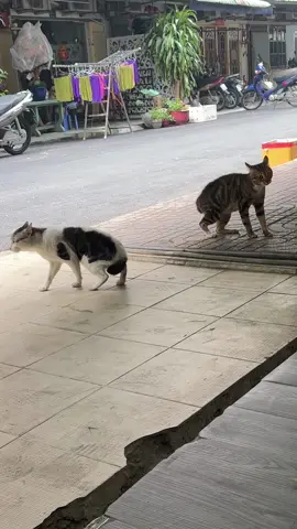 #CapCut ai sub giùm coi 2 thằng nó đang có zụ gì mà căng quá zị #funny #monleo #meo #meomeo #viralvideo 