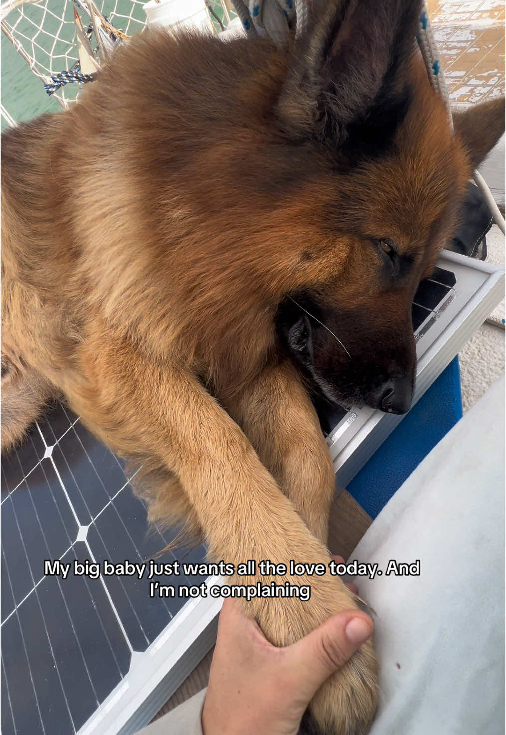 Cuddle requests: unlimited. Resistance: impossible. #dog #dogsoftiktok #germanshepherd #puppy 