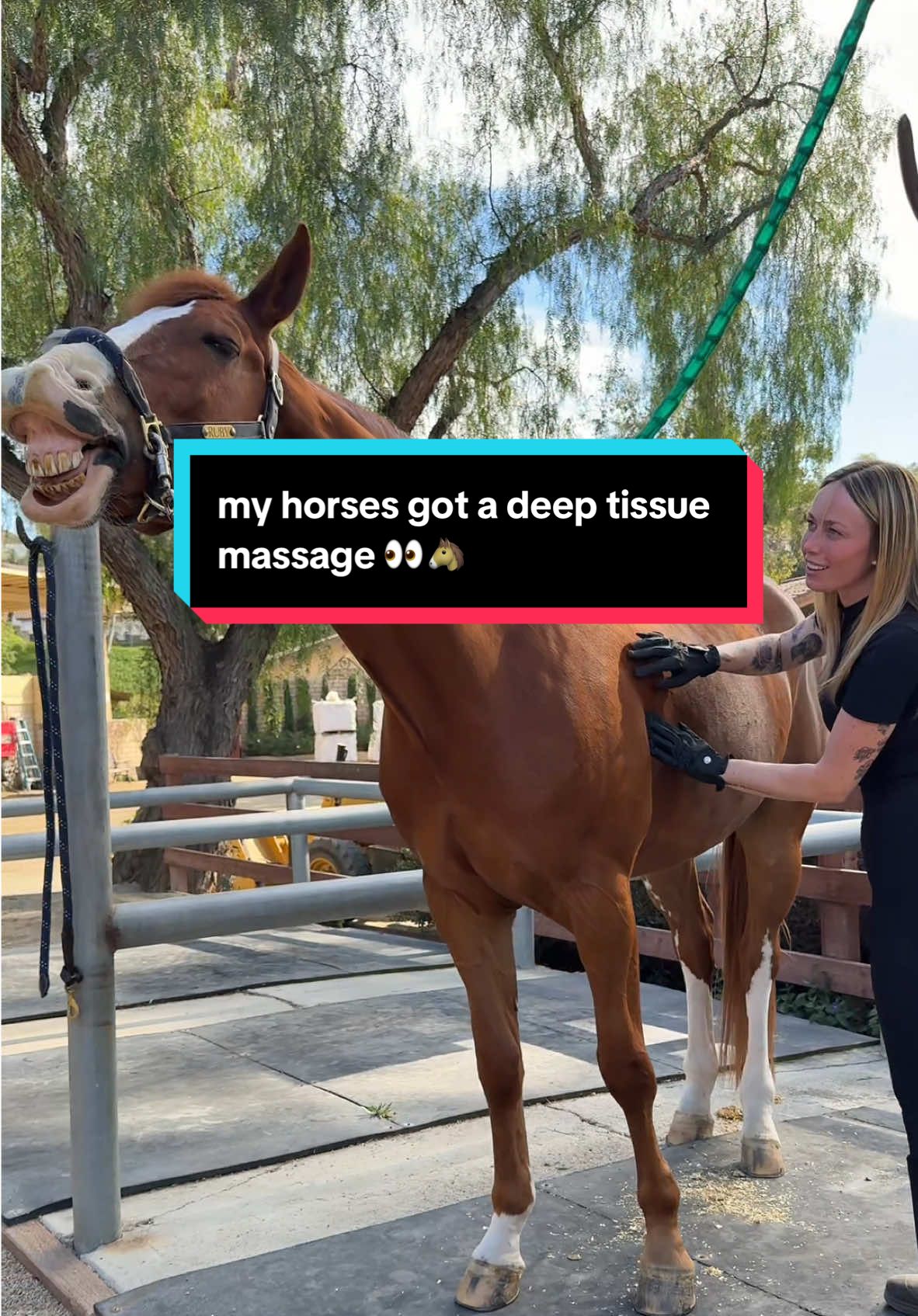 I could watch this on repeat for hours #equestriansoftiktok #horsetok #horsesoftiktok #equestrianlife #horsetherapy #horselover #horsemassage  #equestrian #horsegirl  🐴thank you to my sweet and talented friend Cole for sharing your intuitive healing powers & magic touch with my boys!